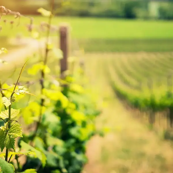 Seminaire au vert Beaune O